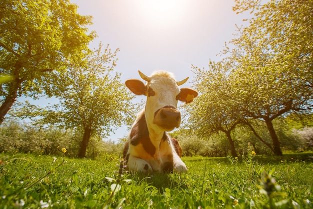 Die Kuh liegt auf einer grünen Wiese in einem Apfelgarten, sonniger Tag