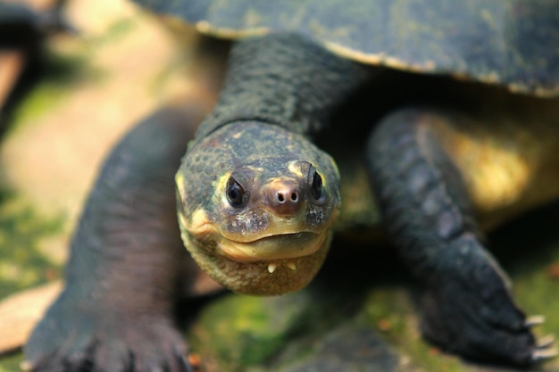 Die lächelnde Sumpfschildkröte der schwarzen Sumpfschildkröte Die siamesische Tempelschildkröte ist unter anderem eine Süßwasserschildkröte
