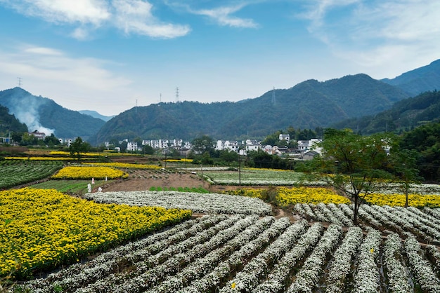 Die ländliche Landschaft von Huizhou im Herbst
