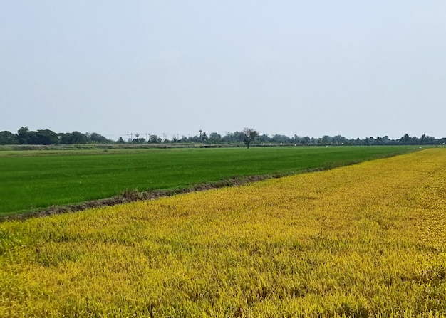 Die Landschaft von reifen Reisfeldern und von grünen Reisfeldern im Himmelhintergrund