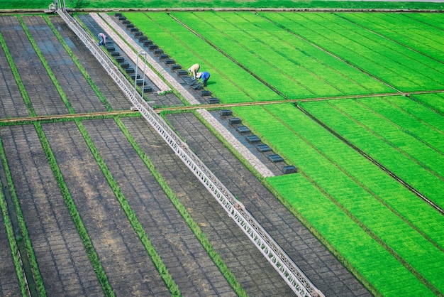 Die Landwirte arbeiten im Farm-Vintage-Filter