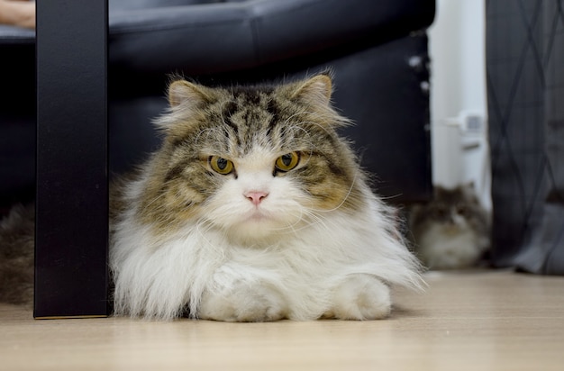 Die lange Haarkatze auf dem Boden im Raum.