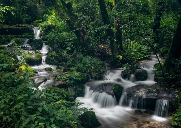 Die Langzeitbelichtung von Wasser, das im Dschungel fließt