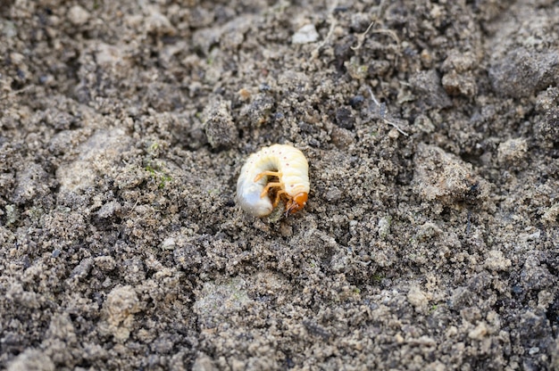 Die Larve des Käfers oder Maikäfers kann auf der gelösten Bodenquelle im Garten entspringen