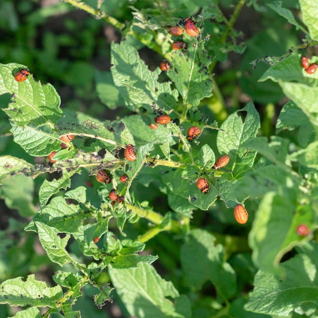 Die Larven des Kartoffelkäfers auf Kartoffelblättern