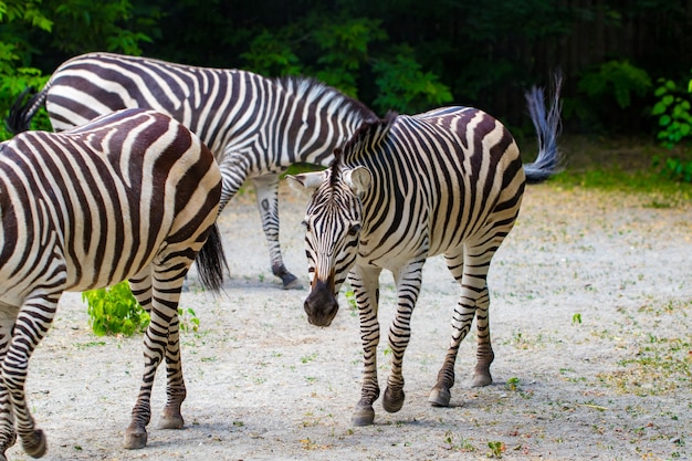 Die laufenden Zebras.