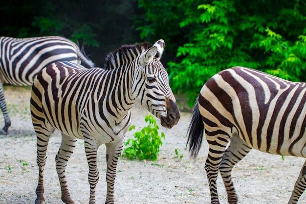 Die laufenden Zebras.