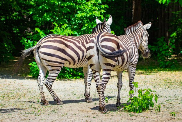 Die laufenden Zebras.