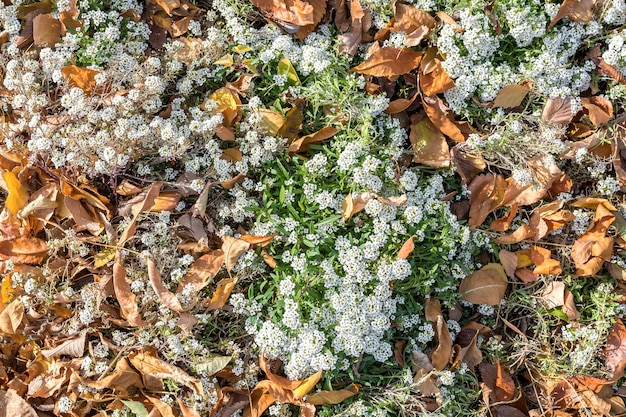 Die letzten Herbstblumen und abgefallenen trockenen Blätter als natürlicher Hintergrund Muster und Textur der Pflanzen