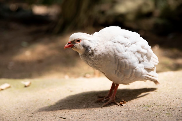 Foto die leuchtend gestreifte turteltaube ist ein vogel aus der gattung der hühnertauben