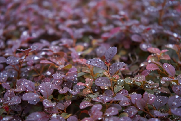 Die leuchtend roten Beeren eines roten japanischen Berberitzenstrauchs. (Berberis thunbergii f. Atropurpurea) Schuss nach Regen