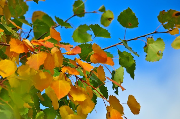 Die leuchtenden Farben des Oktoberlaubs