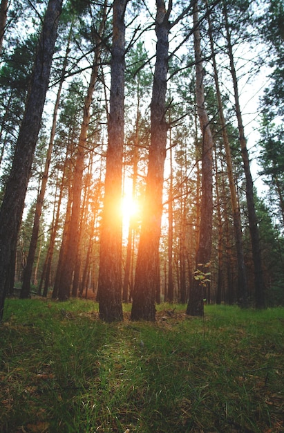 Die Lichtung im Kiefernwald wird bei Sonnenuntergang von Sonnenstrahlen beleuchtet.