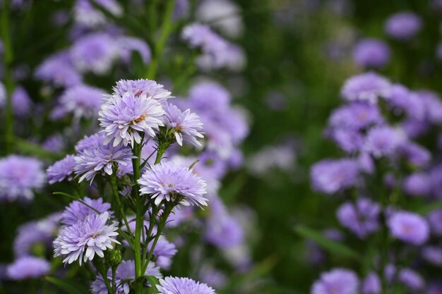 Foto die lila margaritenblüte blüht