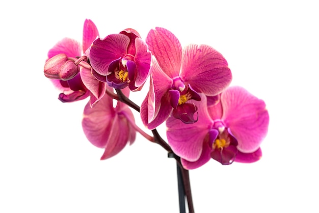 die lila Orchideenblüte Orchidaceae