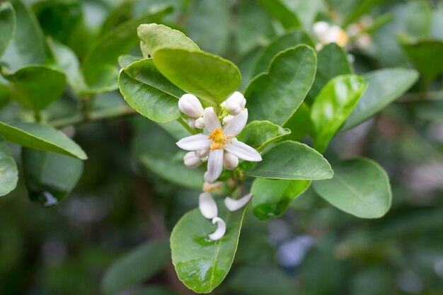 Die Limettenblüten haben eine gelblich-weiße Farbe, die sich zu Früchten entwickeln kann