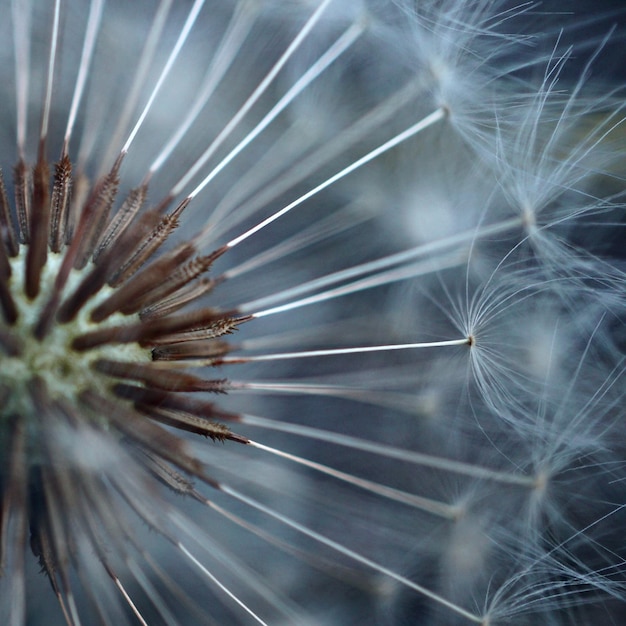 Foto die löwenzahnblume