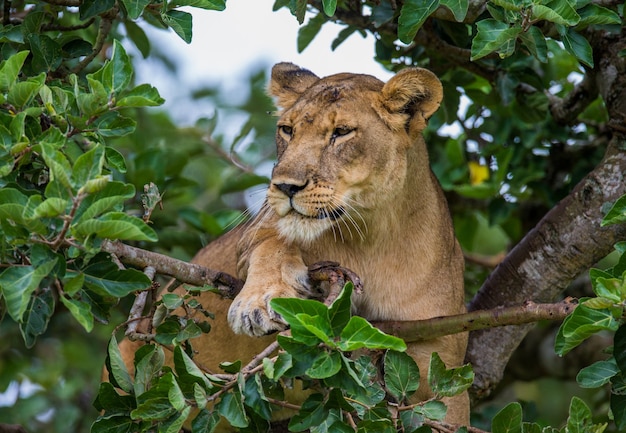 Die Löwin versteckt sich in den Blättern eines großen Baumes