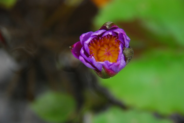 Foto die lotusblume blüht
