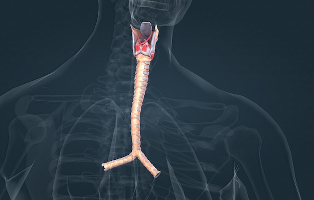 Die Luftröhre ist die lange Röhre, die Ihren Kehlkopf mit Ihren Bronchien verbindet