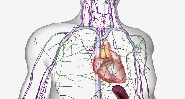 Die Lymphe wandert von den Extremitäten durch die Lymphgefäße