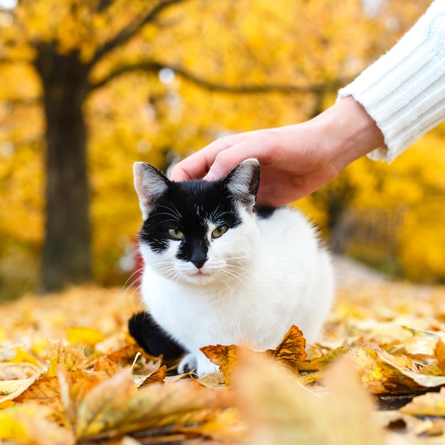 Die männliche Hand, welche die Katze im Herbstpark sitzt in den gelben Blättern streicht