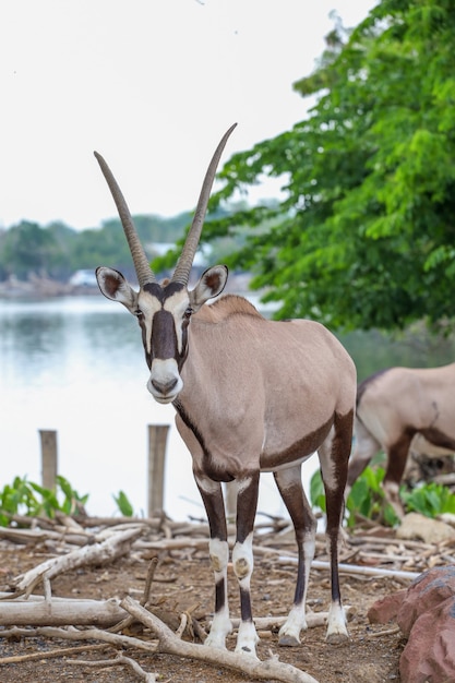 Die männliche Oryx-Antilope im Garten