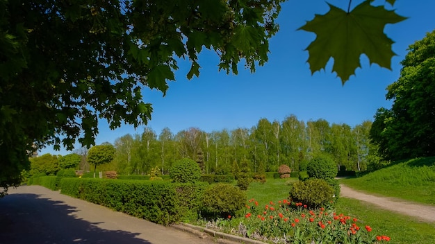 Die malerische Naturlandschaft des Stadtparks an einem sonnigen Frühlingstag blüht mit rot blühenden Tulpen beauti