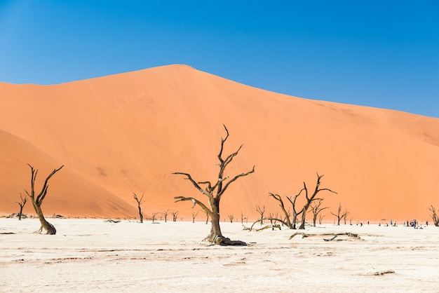 Die malerische Sossusvlei und Deadvlei, Ton- und Salzpfanne mit geflochtenen Akazienbäumen, umgeben von majestätischen Sanddünen.