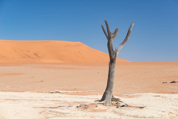 Die malerischen Akazienbäume Sossusvlei und Deadvlei, umgeben von majestätischen Sanddünen