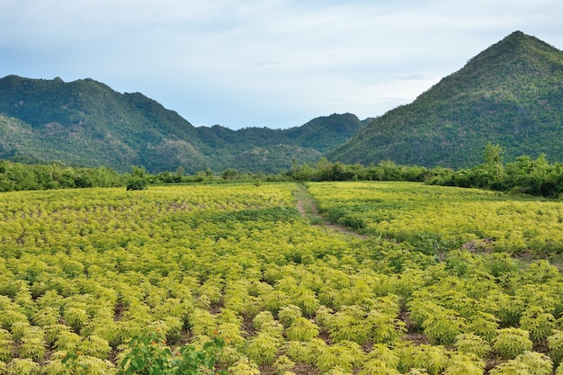 Die Maniokplantage hat Berge in Thailand