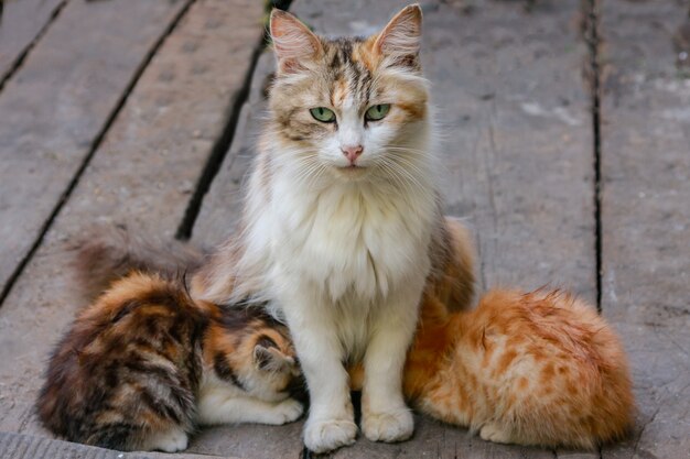 Die mehrfarbige Katze füttert zwei Kätzchen und eine sitzende Katze