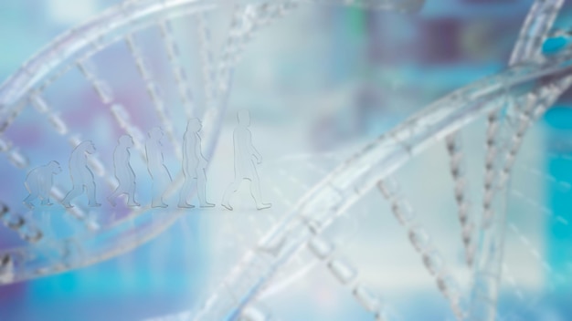 Die menschliche Evolution auf DNA-Hintergrund 3D-Rendering