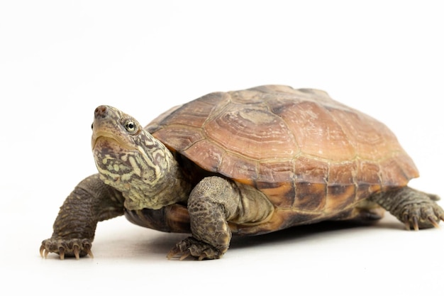 Foto die messerscharfe moschusschildkröte sternotherus carinatus isoliert auf weißem hintergrund