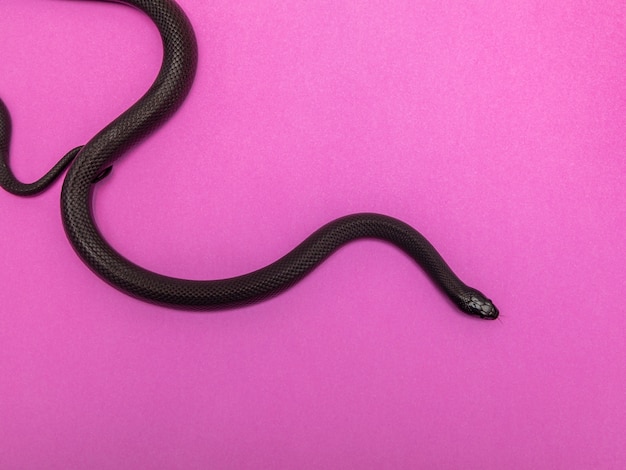 Die mexikanische schwarze Königsschlange gehört zur größeren Colubrid-Schlangenfamilie und ist eine Unterart der gemeinen Königsschlange.