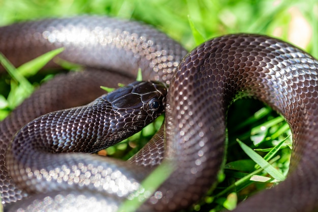 Die mexikanische schwarze Königsschlange gehört zur größeren Colubrid-Schlangenfamilie