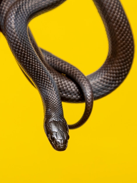 Die mexikanische schwarze Königsschlange (Lampropeltis getula nigrita) ist Teil der größeren Schlangenfamilie der Colubriden und eine Unterart der gewöhnlichen Königsschlange.