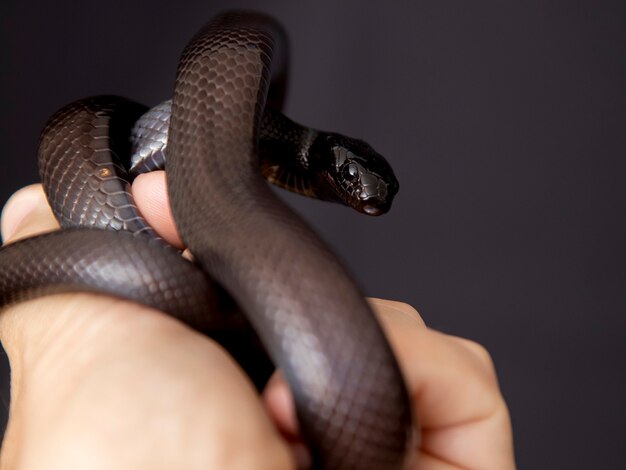 Die mexikanische schwarze Königsschlange (Lampropeltis getula nigrita) ist Teil der größeren Schlangenfamilie der Colubriden und eine Unterart der gewöhnlichen Königsschlange.