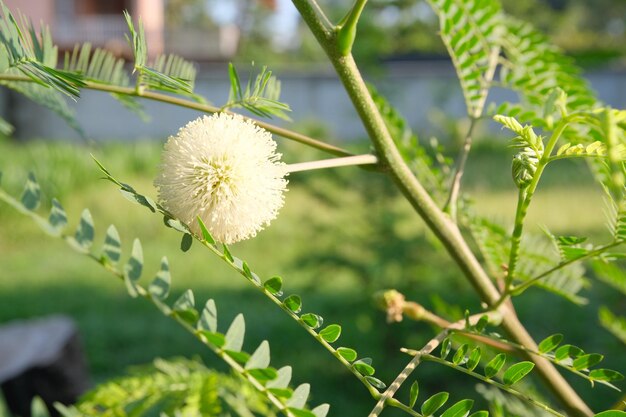 Foto die mimosablüten blühen