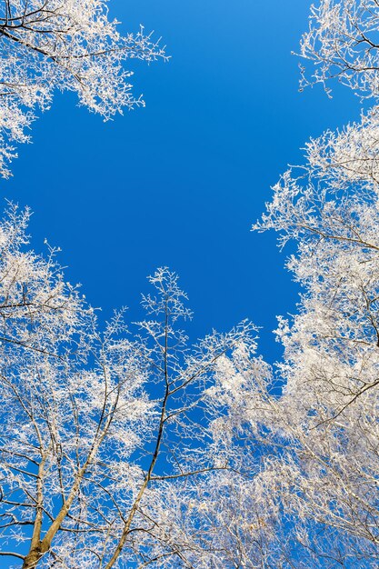 Die mit Reif bedeckten Baumkronen gegen den blauen Himmel Winterlandschaft