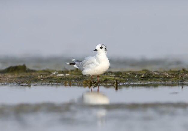 Die Mittelmeermöwe (Ichthyaetus melanocephalus) steht auf dem Wasser.