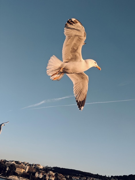 Die Möwe fliegt vor einem klaren blauen Himmel.