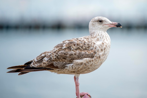 Die Möwe steht auf einem Stein Europäische Silbermöwe Larus argentatus Nahaufnahme einer Möwe, die auf einem Felsen nahe dem Wasser steht