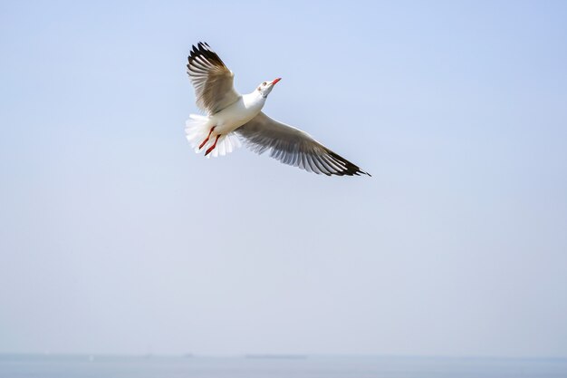 Die Möwenvögel am Strand und im Mangrovenwald in Thailand.