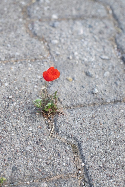 Die Mohnblume sprießt auf der Straße durch den Asphalt