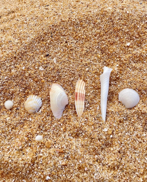 Die Muscheln sind nach Größe sortiert auf dem Sand ausgelegt. Blick von oben Shore Ocean Beach am Wasser