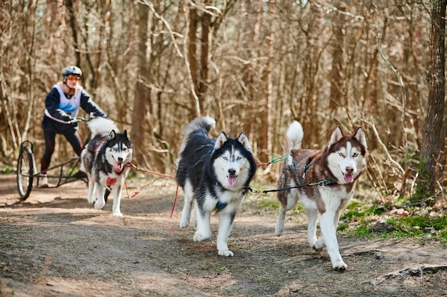 Die Musherin fährt auf einem dreirädrigen Wagen mit drei Siberian Husky-Schlittenhunden im Geschirr auf dem Wald