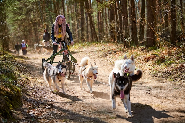 Die Musherin fährt auf einem dreirädrigen Wagen mit drei Siberian Husky-Schlittenhunden im Geschirr auf dem Wald