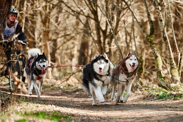 Die Musherin fährt auf einem dreirädrigen Wagen mit drei Siberian Husky-Schlittenhunden im Geschirr auf dem Wald