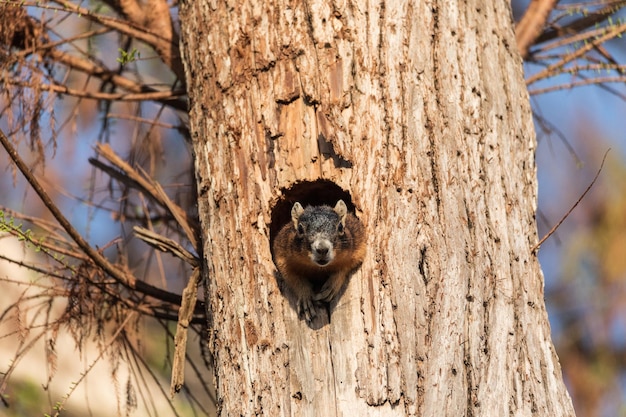 Foto die mutter-fuchs-eckhörnchen sciurus niger peert aus ihrem nest aus dem loch in einem baum in neapel